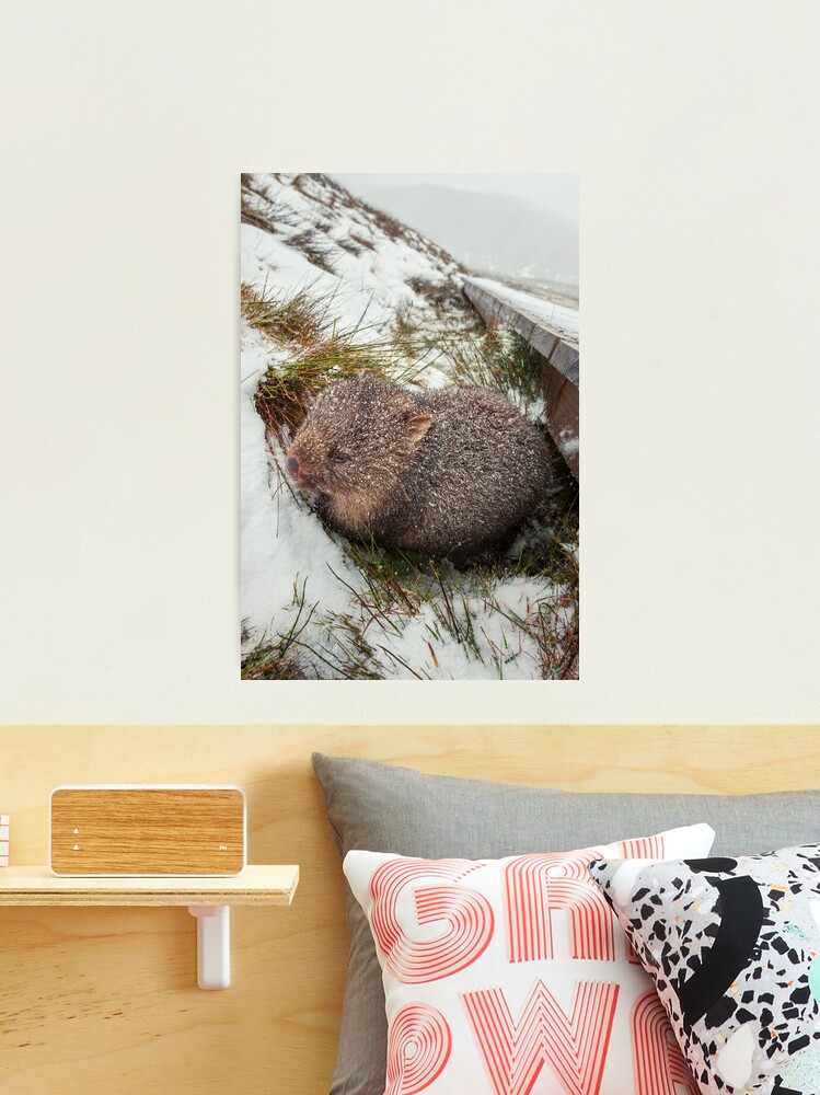 Thumbnail 2 of 3, Photographic Print, Winter Wombat, Overland Trail, Cradle Mountain National Park, Tasmania, Australia designed and sold by Chockstone.