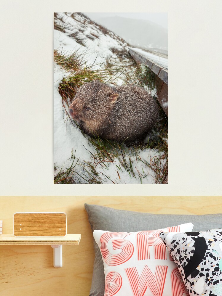Thumbnail 2 of 3, Photographic Print, Winter Wombat, Overland Trail, Cradle Mountain National Park, Tasmania, Australia designed and sold by Chockstone.