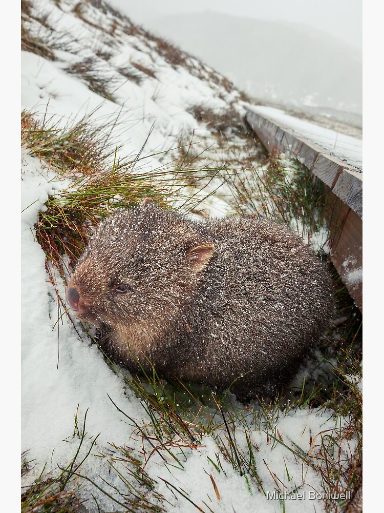 Thumbnail 2 of 2, Postcard, Winter Wombat, Overland Trail, Cradle Mountain National Park, Tasmania, Australia designed and sold by Chockstone.