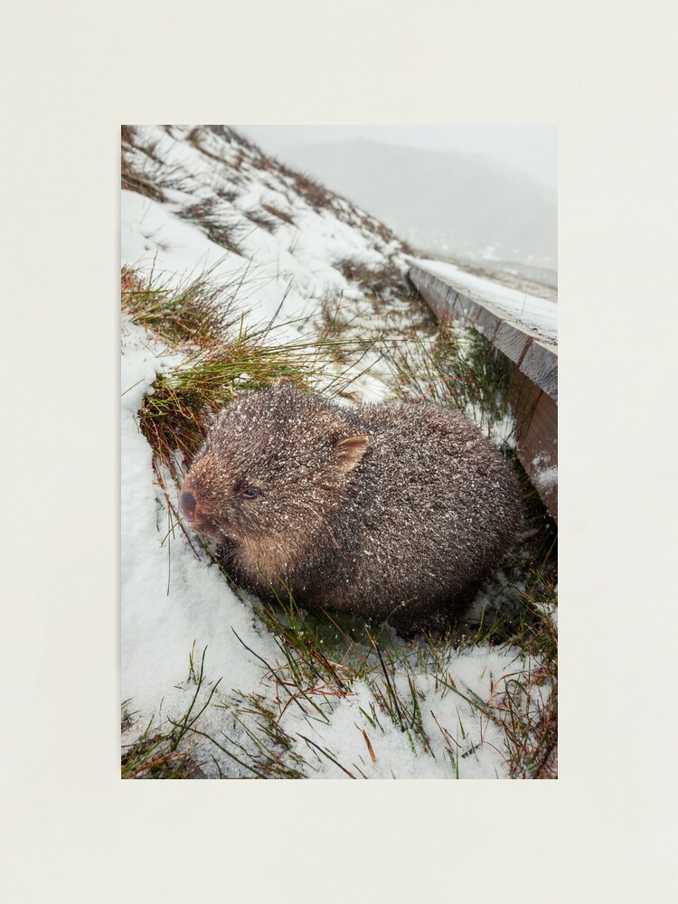 Thumbnail 1 of 3, Photographic Print, Winter Wombat, Overland Trail, Cradle Mountain National Park, Tasmania, Australia designed and sold by Chockstone.
