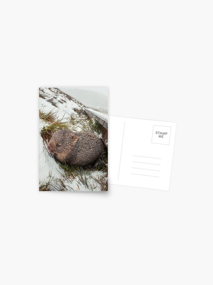 Thumbnail 1 of 2, Postcard, Winter Wombat, Overland Trail, Cradle Mountain National Park, Tasmania, Australia designed and sold by Chockstone.