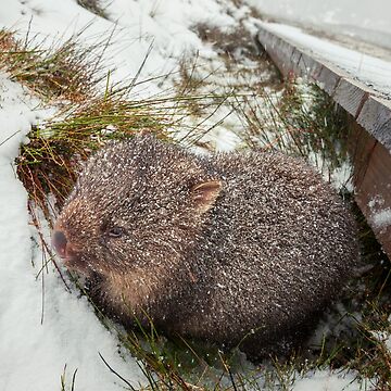 Artwork thumbnail, Winter Wombat, Overland Trail, Cradle Mountain National Park, Tasmania, Australia by Michael Boniwell