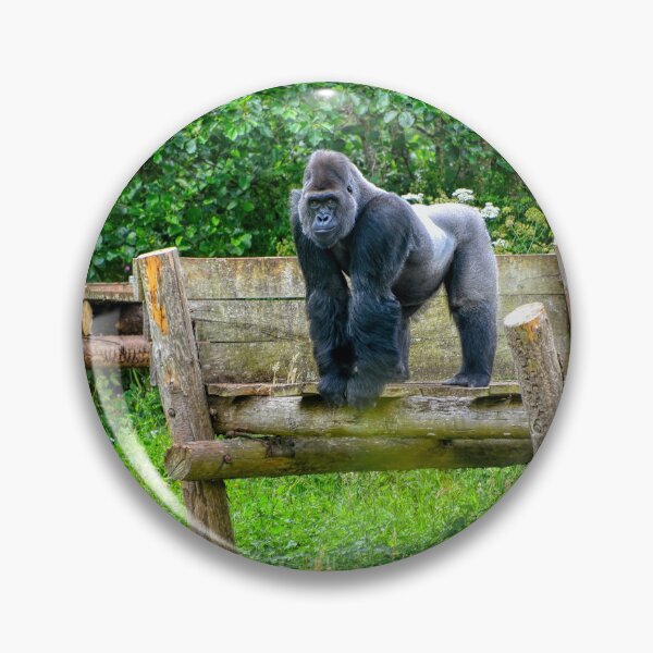 Item preview, Gorilla in Paignton zoo designed and sold by sicowboy.
