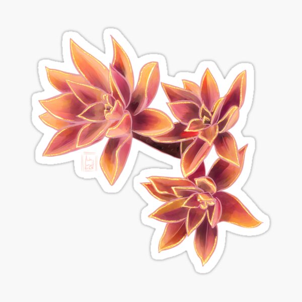 Succulent Jewels: Graptoveria “Fred Ives” Sticker