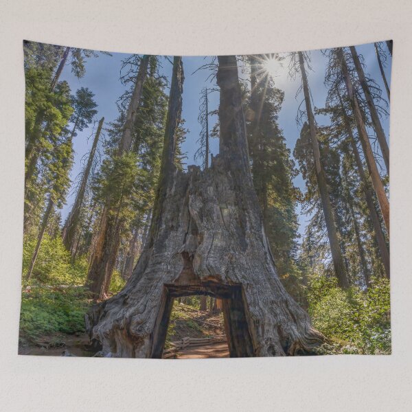 Item preview, Dead Giant Tunnel Tree in Yosemite 3 designed and sold by jrtwynam.