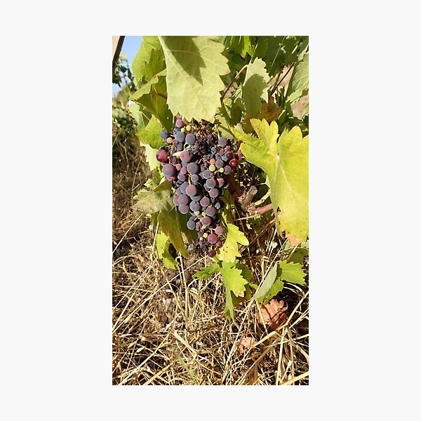 Item preview, Grape designed and sold by Bradipino.