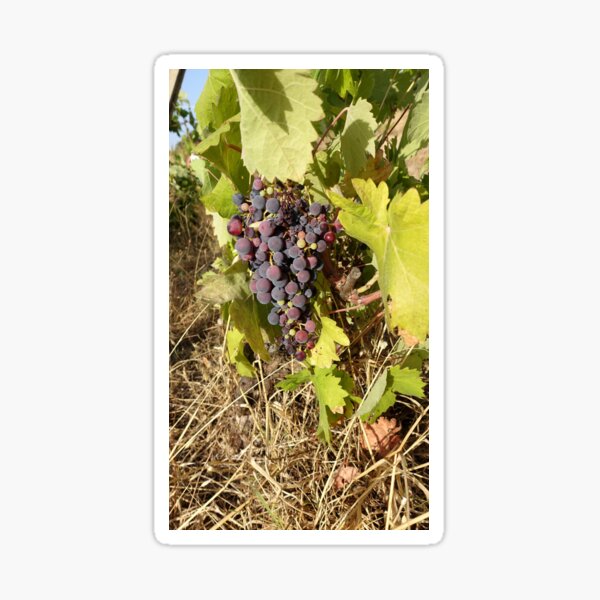 Item preview, Grape designed and sold by Bradipino.