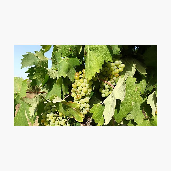 Item preview, Grape designed and sold by Bradipino.