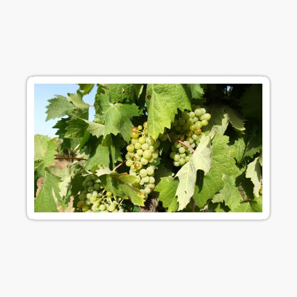 Item preview, Grape designed and sold by Bradipino.