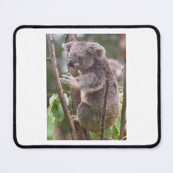 Item preview, CAPTIVE KOALA designed and sold by trevorp.