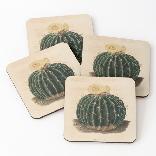 Item preview, Vintage Flowering Cacti Botanical Print | Antique Cottagecore Succulent Art designed and sold by NiobesSkein.