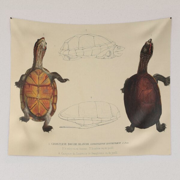 Item preview, Vintage Turtle Anatomy Illustration designed and sold by InnerCitadel.