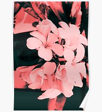 Rosa Blumen 1 Poster
