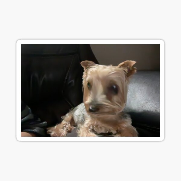 Item preview, Yorkie doodle Meme designed and sold by mniznik13.