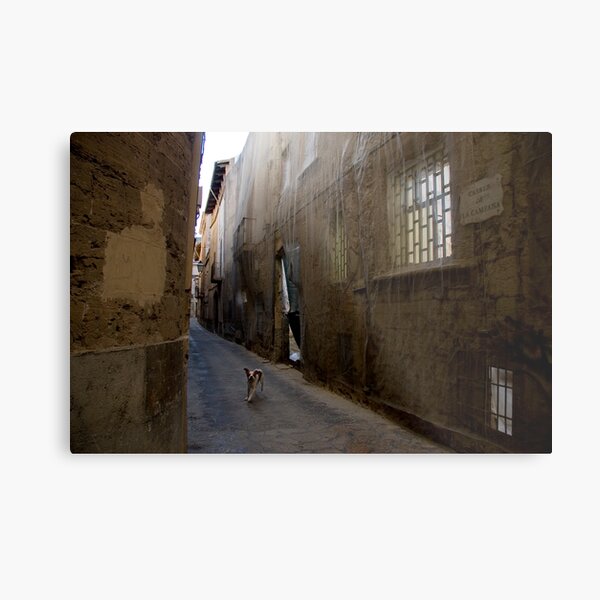 Dog Street Metal Print