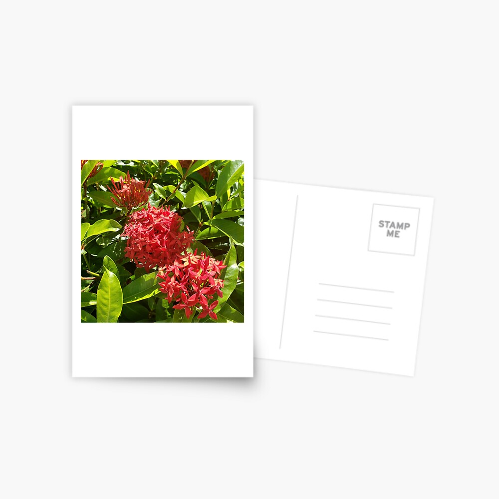 Item preview, Postcard designed and sold by sbg2.