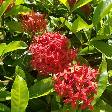 Artwork thumbnail, Red Flowers Hawaii by sbg2Hawaii
