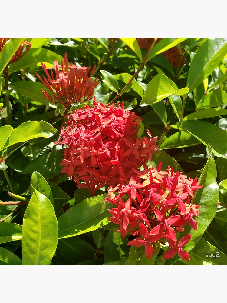 Thumbnail 3 of 3, Sticker, Red Flowers Hawaii designed and sold by sbg2.