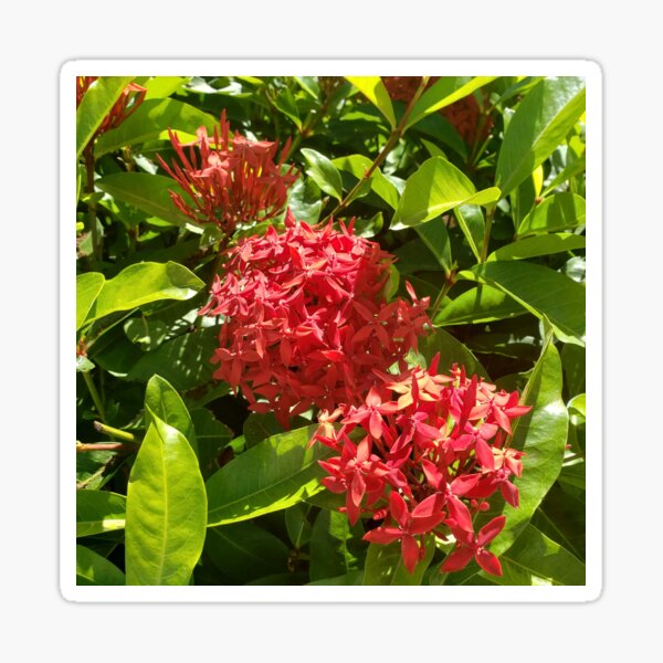 Red Flowers Hawaii Sticker
