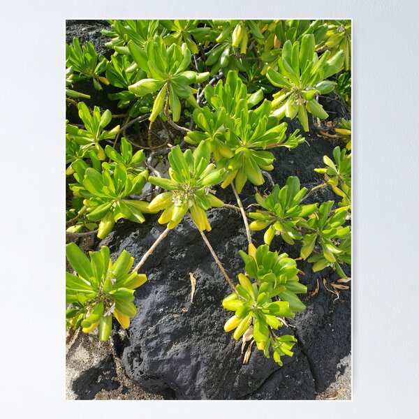 Lime Life on Lava Poster