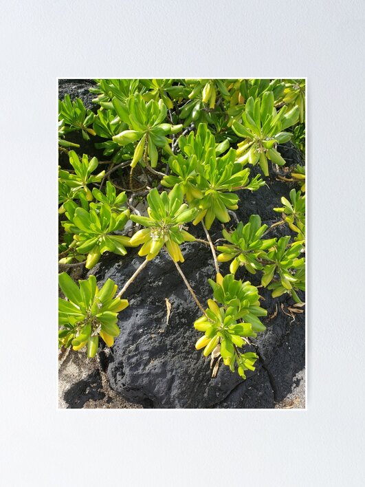 Thumbnail 1 of 3, Poster, Lime Life on Lava designed and sold by sbg2.