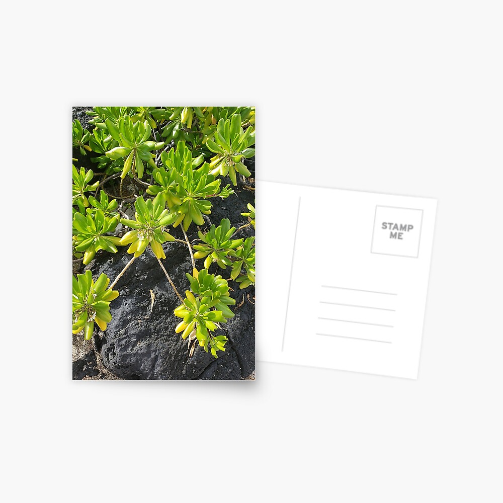 Item preview, Postcard designed and sold by sbg2.