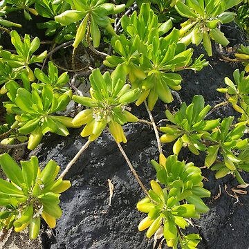 Artwork thumbnail, Lime Life on Lava by sbg2Hawaii