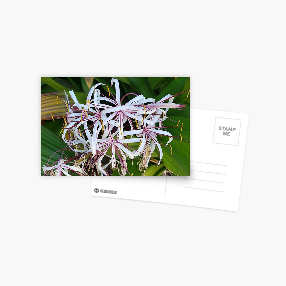 Item preview, Postcard designed and sold by sbg2.