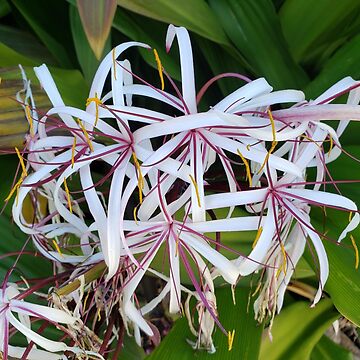 Artwork thumbnail, Firecracker Flowers by sbg2Hawaii