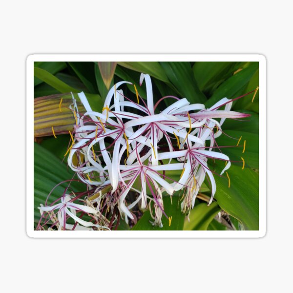 Firecracker Flowers Sticker