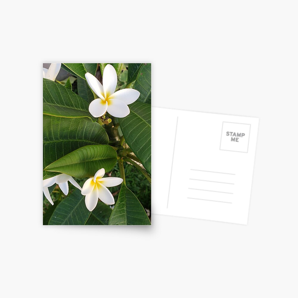 Item preview, Postcard designed and sold by sbg2.