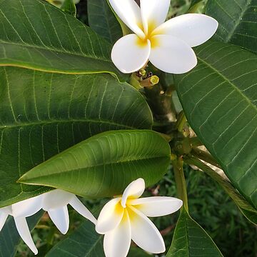 Artwork thumbnail, Plumeria by sbg2Hawaii