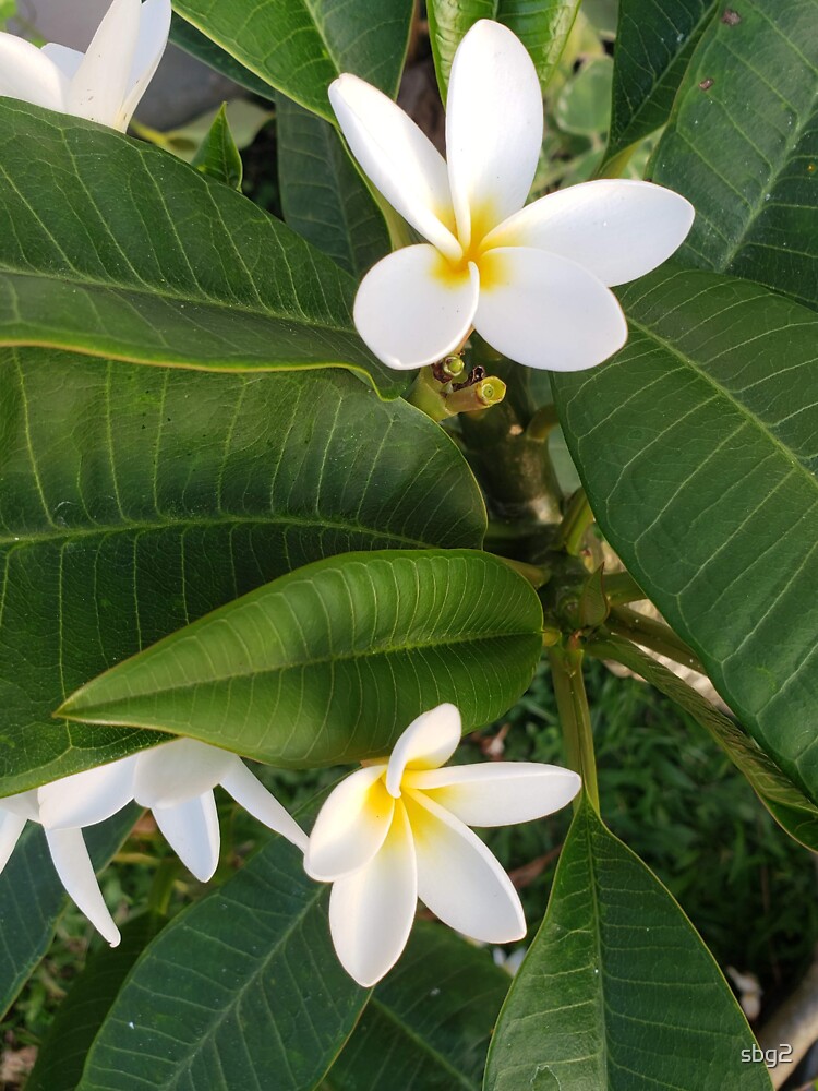 Thumbnail 3 of 3, Sticker, Plumeria designed and sold by sbg2.