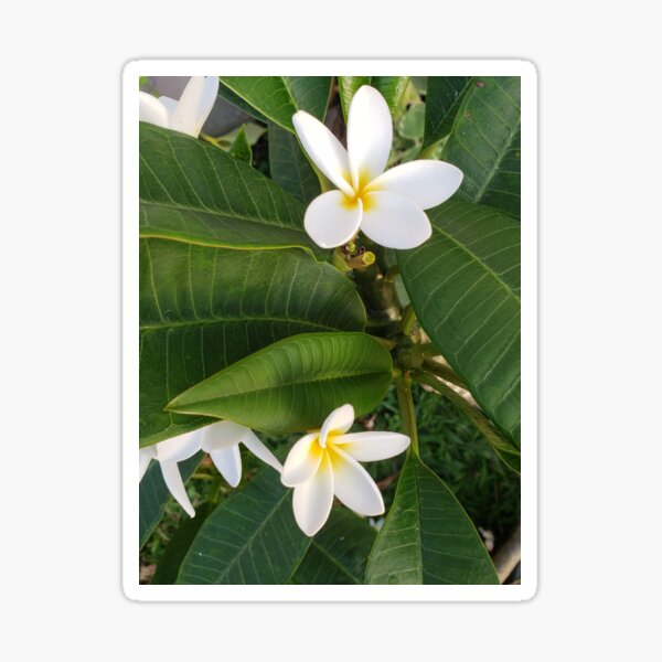 Plumeria Sticker