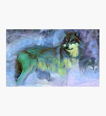 Grey Wolves Photographic Print