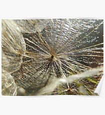 GOAT'S BEARD MACRO Poster