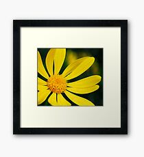 Petals Framed Print