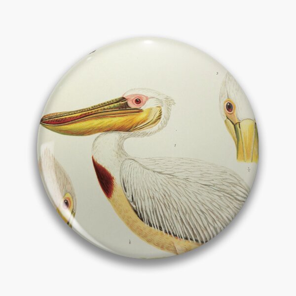 Item preview, Vintage Scientific Illustration of Pelicans - Ornithology Print designed and sold by InnerCitadel.