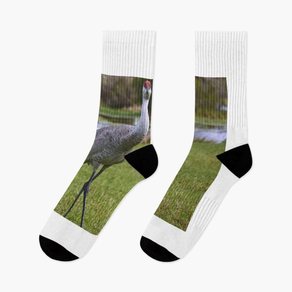 Item preview, Sandhill Crane At Orlando Wetlands Park designed and sold by MercerImages.