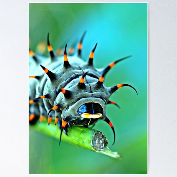 Aperçu de l'œuvre Gros plan - Cairns birdwing caterpillar créée et vendue par Jenny Dean.