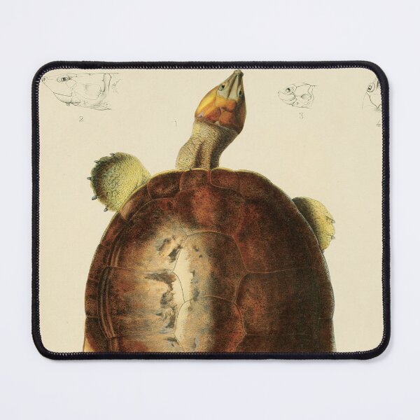 Item preview, The Magdalena River Turtle - Podocnemis Lewyana Illustration designed and sold by InnerCitadel.
