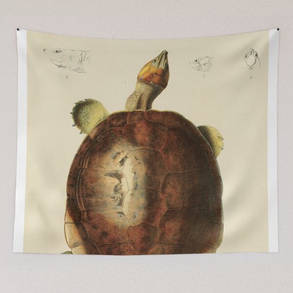 Item preview, The Magdalena River Turtle - Podocnemis Lewyana Illustration designed and sold by InnerCitadel.