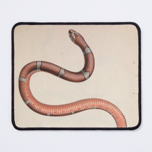 Item preview, Classic Snake Scientific Illustration designed and sold by InnerCitadel.