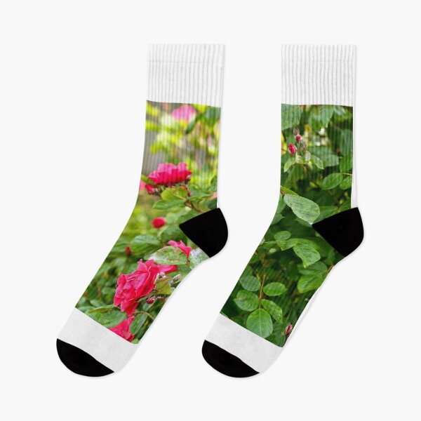 Item preview, Roses garden in Volksgarten Vienna,Austria, spring season designed and sold by goceris.