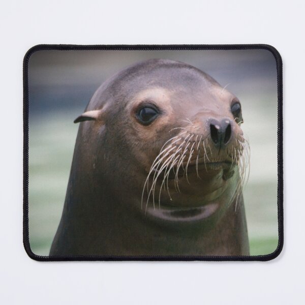 Item preview, Sea Lion - Colwyn Bay Zoo designed and sold by Pic Your Way.