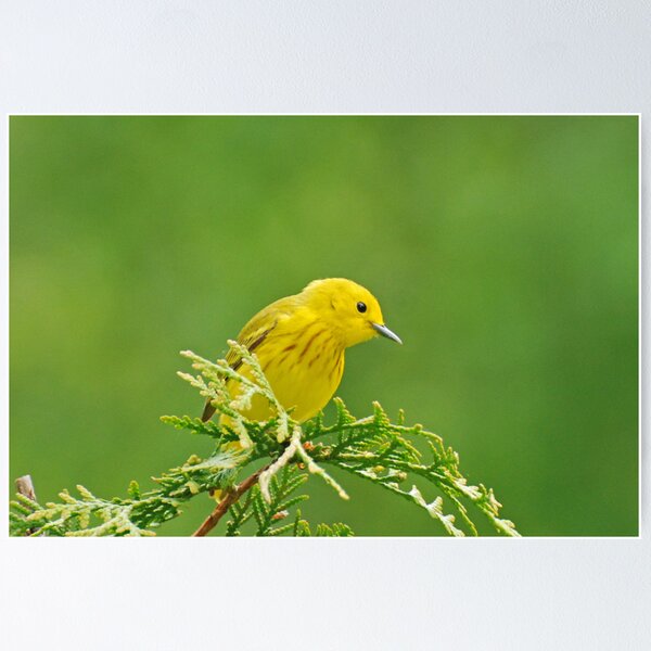 Item preview, Little Yellow Warbler - Male designed and sold by Lynda   McDonald.