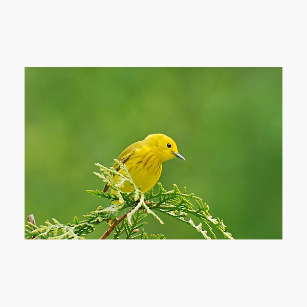 Item preview, Little Yellow Warbler - Male designed and sold by Lynda   McDonald.