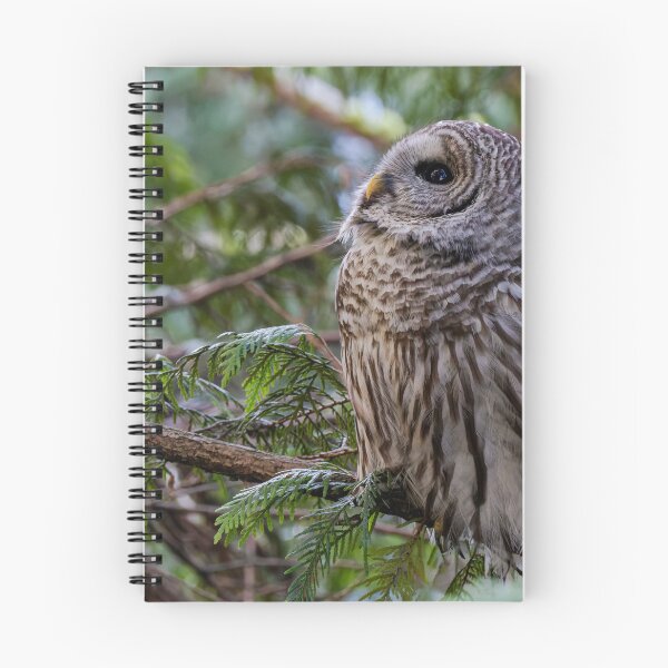 Item preview, Barred Owl Looking Up designed and sold by lisavonbiela.