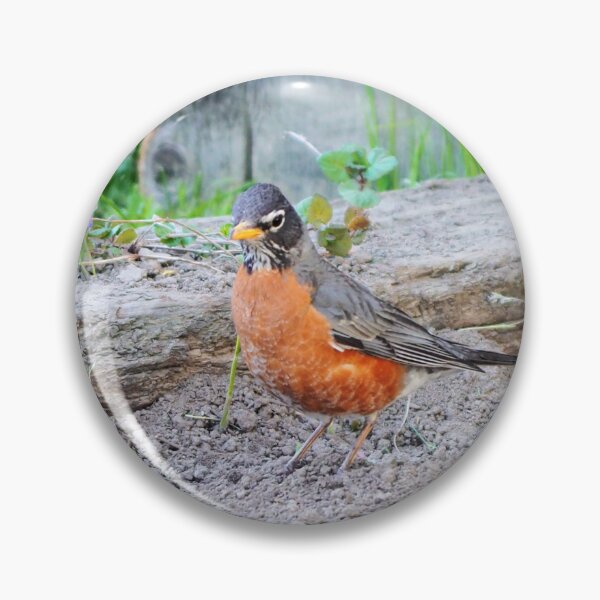 Item preview, American Robin In My Garden designed and sold by BackyardBirder.