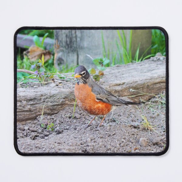 Item preview, American Robin In My Garden designed and sold by BackyardBirder.